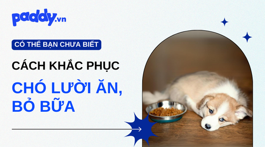 Nguyên Nhân Chó Lười Ăn Và Cách Khắc Phục - Paddy Pet Shop