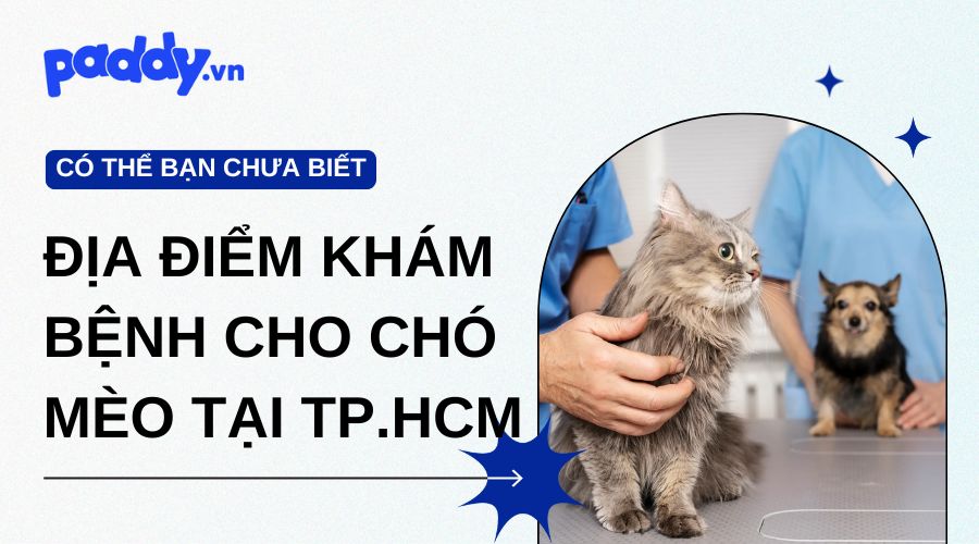 Bỏ Túi Những Địa Điểm Khám Bệnh Chó Mèo Tại HCM Tốt Nhất