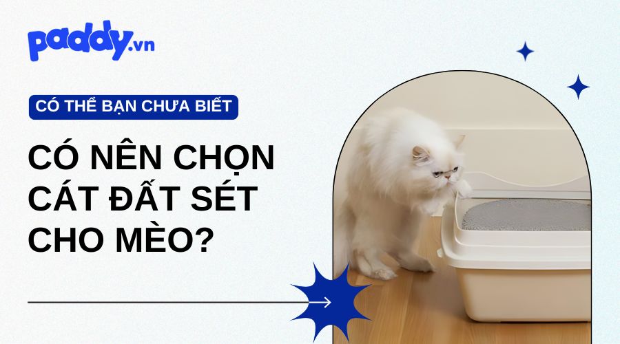 Vì Sao Nên Chọn Cát Đất Sét Cho Mèo? - Paddy Pet Shop