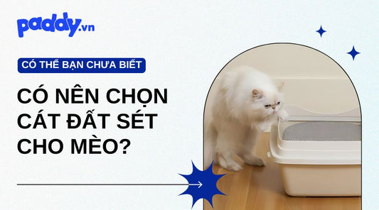 Vì Sao Nên Chọn Cát Đất Sét Cho Mèo? - Paddy Pet Shop