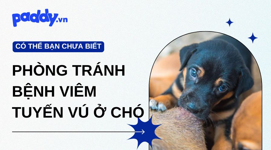 Bệnh viêm tuyến vú ở chó - cách phòng tránh và điều trị