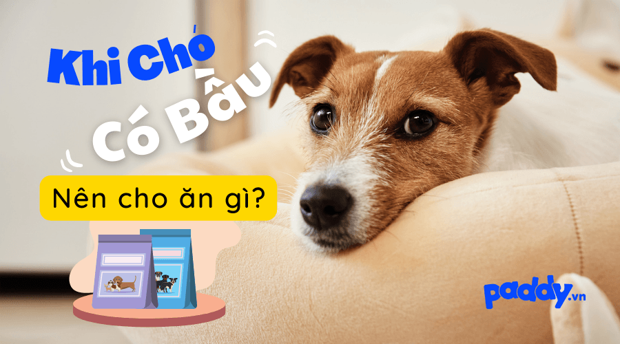 Chó Bầu Nên Ăn Gì Để Đủ Dinh Dưỡng - Paddy Pet Shop