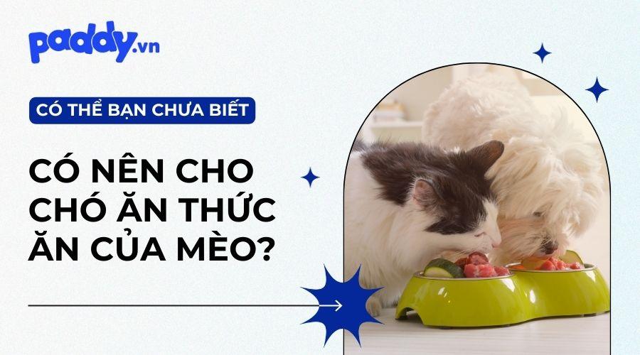 Chó Có Ăn Được Thức Ăn Của Mèo Không? - Paddy Pet Shop