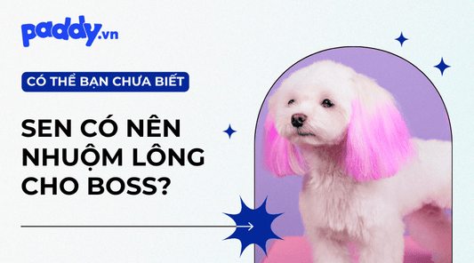 Có Nên Nhuộm Lông Cho Thú Cưng Hay Không? - Paddy Pet Shop