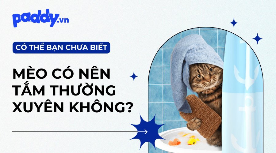 Có Nên Tắm Cho Mèo Thường Xuyên Hay Không? - Paddy Pet Shop