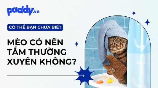 Có Nên Tắm Cho Mèo Thường Xuyên Hay Không? - Paddy Pet Shop