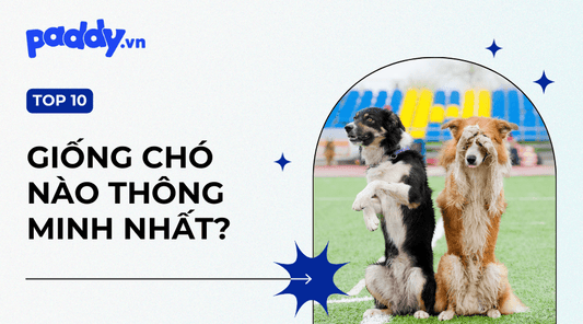 Top 10 Loài Chó Thông Minh Nhất Thế Giới - Paddy Pet Shop