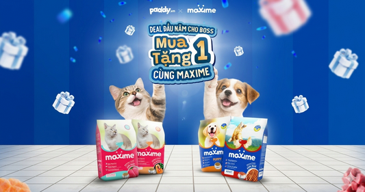 PADDY X MAXIME: HÁI DEAL MUA 1 TẶNG 1 ĐẦU NĂM