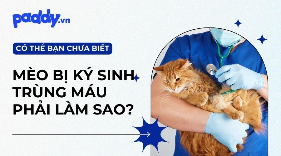 Ký Sinh Trùng Máu Ở Mèo: Nguyên Nhân Và Cách Điều Trị Kịp Thời - Paddy Pet Shop