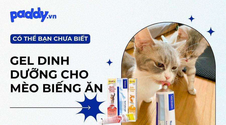 Top 5 gel dinh dưỡng tốt nhất dành cho mèo biếng ăn - Paddy Pet Shop