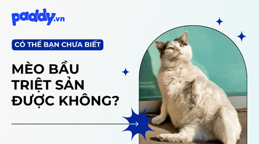 Mèo Đang Có Bầu Có Thể Triệt Sản Không? - Paddy Pet Shop