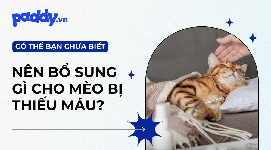 Nguyên Nhân Và Cách Điều Trị Mèo Bị Thiếu Máu - Paddy Pet Shop