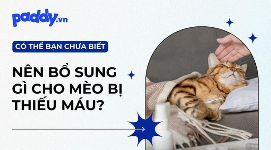 Nguyên Nhân Và Cách Điều Trị Mèo Bị Thiếu Máu - Paddy Pet Shop