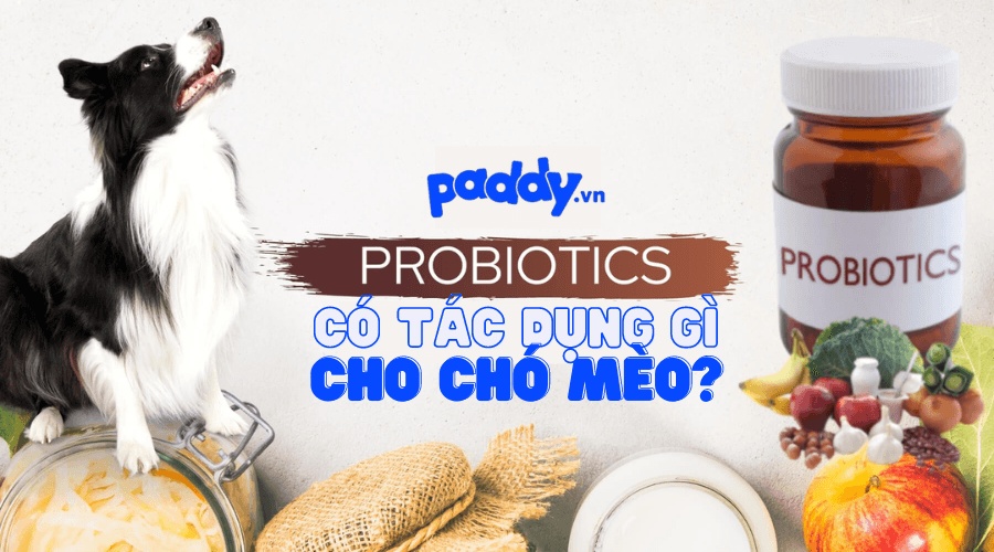 Tại Sao Nên Bổ Sung Probiotic Cho Chó Mèo? - Paddy Pet Shop