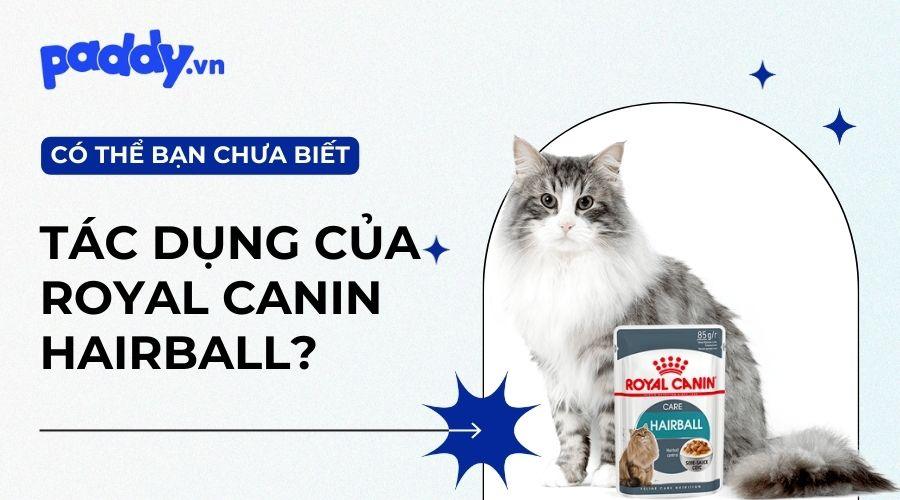 Lợi Ích Bất Ngờ Khi Cho Mèo Sử Dụng Royal Canin Hairball - Paddy Pet Shop