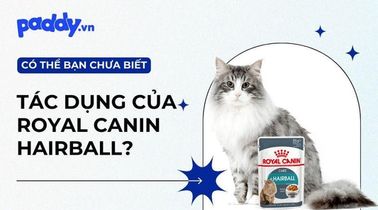 Lợi Ích Bất Ngờ Khi Cho Mèo Sử Dụng Royal Canin Hairball - Paddy Pet Shop