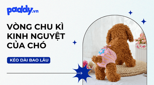 Chu Kỳ Kinh Nguyệt Của Chó Kéo Dài Bao Lâu? - Paddy Pet Shop
