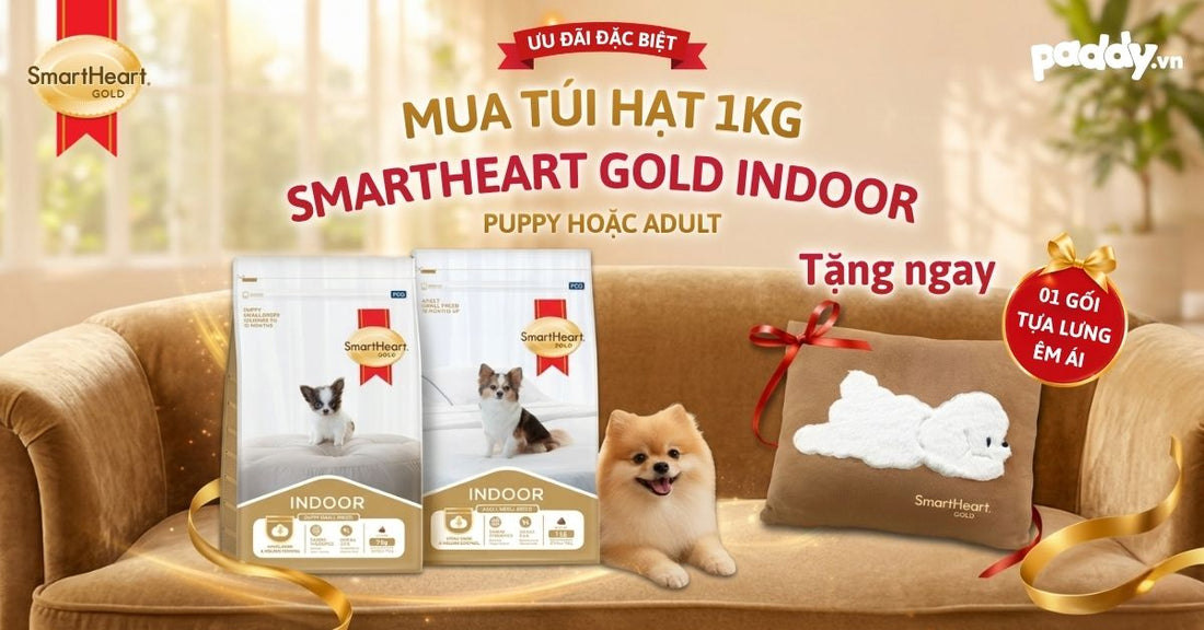❤️ MUA HẠT XỊN – TẶNG GỐI XINH | YÊU BOSS, ĐỪNG QUÊN YÊU MÌNH 🐶