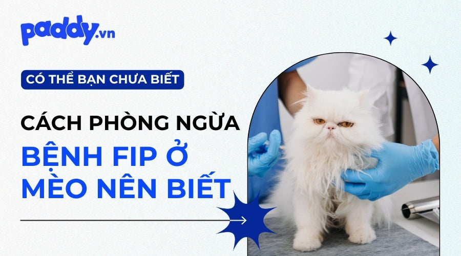 Bệnh FIP Ở Mèo Và Cách Phòng Ngừa  - Paddy Pet Shop