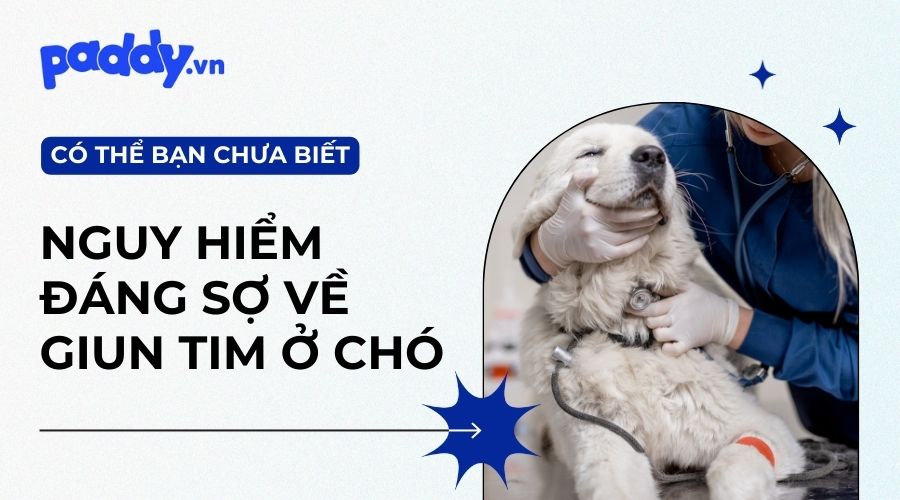 Bệnh Giun Tim Ở Chó - Nguyên Nhân Và Thuốc Đặc Trị