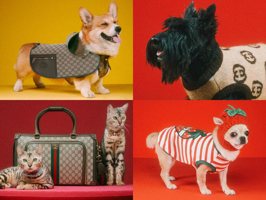 Bộ Sưu Tập Xa Xỉ Cho Thú Cưng Từ Gucci - Paddy Pet Shop