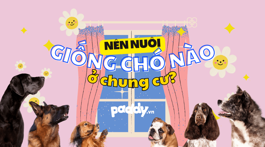 Các Giống Chó Cảnh Để Nuôi Ở Chung Cư - Paddy Pet Shop