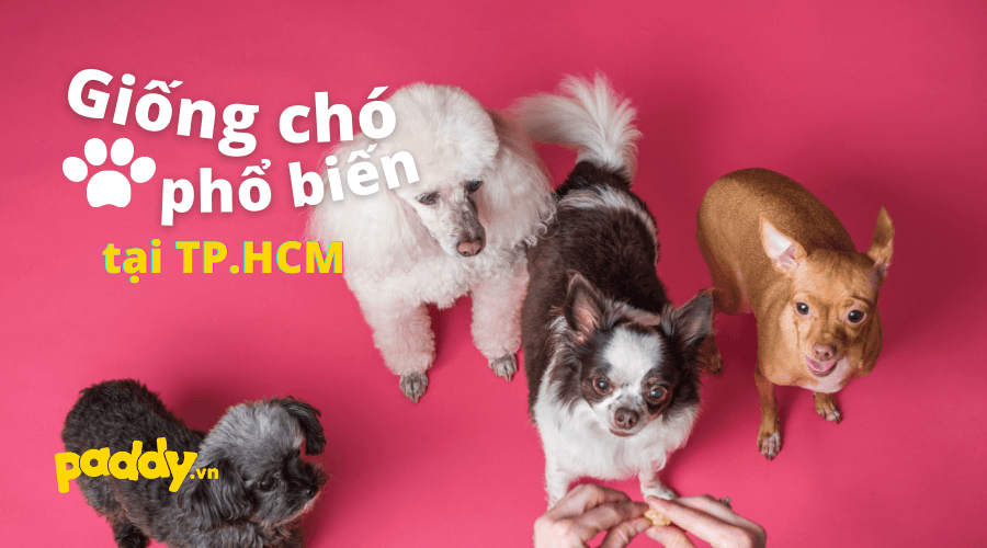 Các Giống Chó Cảnh Phù Hợp Để Nuôi Ở Tp.HCM - Paddy Pet Shop