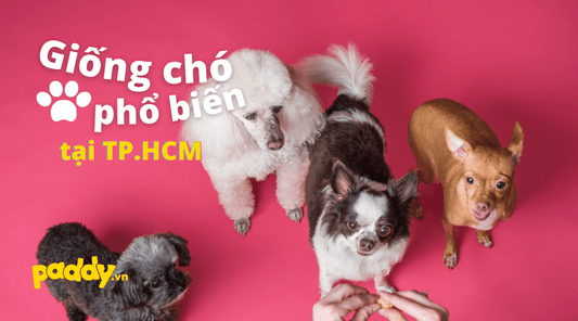 Các Giống Chó Cảnh Phù Hợp Để Nuôi Ở Tp.HCM - Paddy Pet Shop