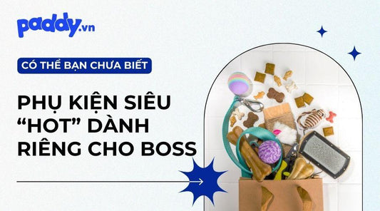 Các Loại Phụ Kiện Chó Mèo Mà Boss Cưng Không Thể Thiếu - Paddy Pet Shop