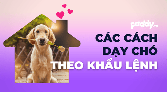 Các Phương Pháp Dạy Chó Làm Theo Khẩu Lệnh Hữu Dụng - Paddy Pet Shop