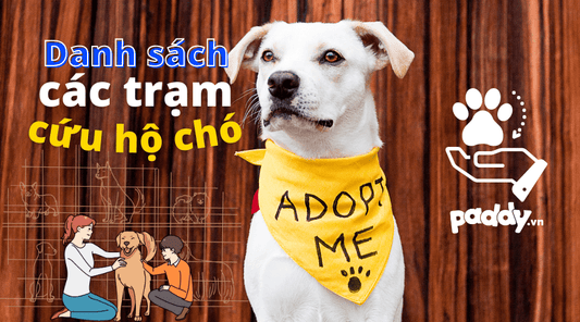 Các Trạm Cứu Hộ Chó Đáng Tin Cậy - Paddy Pet Shop