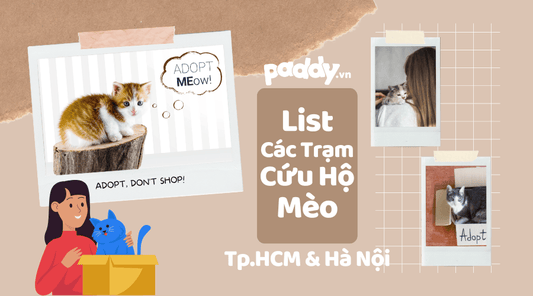 Các Trạm Cứu Hộ Mèo Lang Thang - Paddy Pet Shop