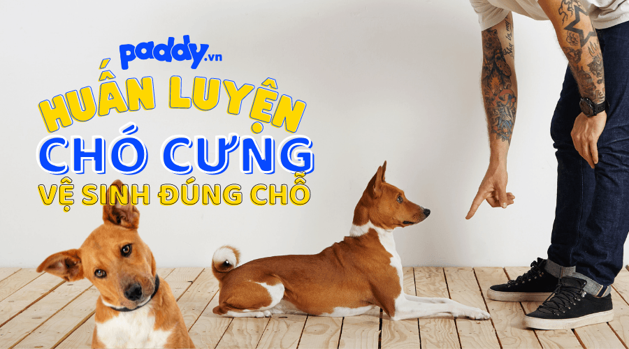 Cách Dạy Chó Đi Vệ Sinh Đúng Chỗ - Paddy Pet Shop