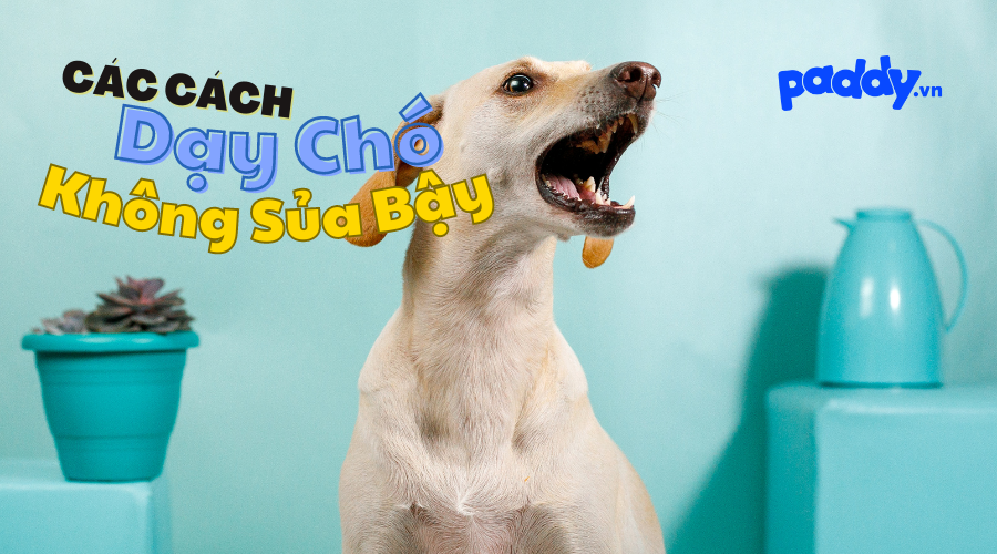 Cách Dạy Chó Không Sủa Bậy Hiệu Quả - Paddy Pet Shop