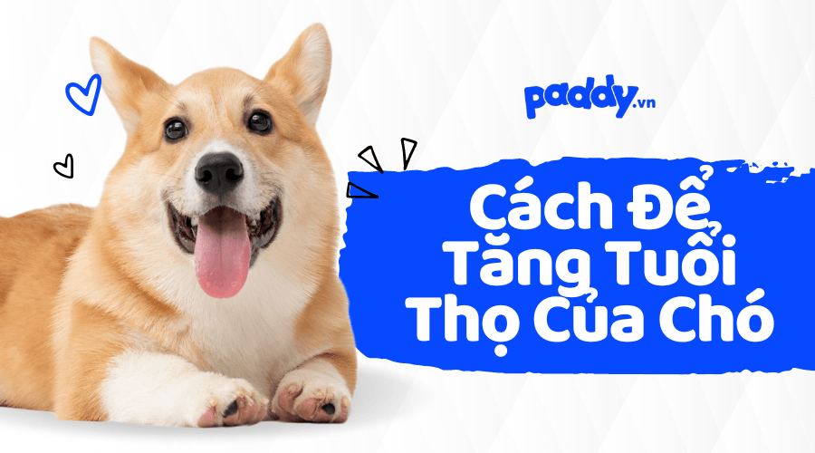 Cách Để Tăng Tuổi Thọ Của Chó Nhà Bạn - Paddy Pet Shop