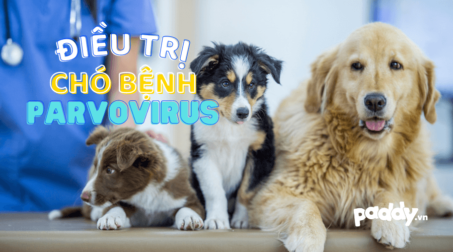 Cách Điều Trị Bệnh Parvovirus Ở Chó - Paddy Pet Shop