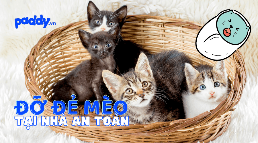 Cách Đỡ Đẻ Cho Mèo Tại Nhà An Toàn - Paddy Pet Shop