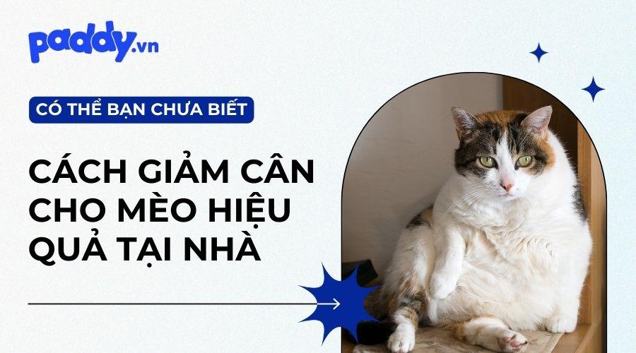 Cách Giảm Cân Cho Mèo Hiệu Quả - Paddy Pet Shop