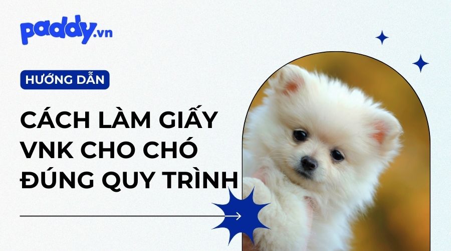Cách làm giấy VKA cho chó nhanh và đúng quy trình