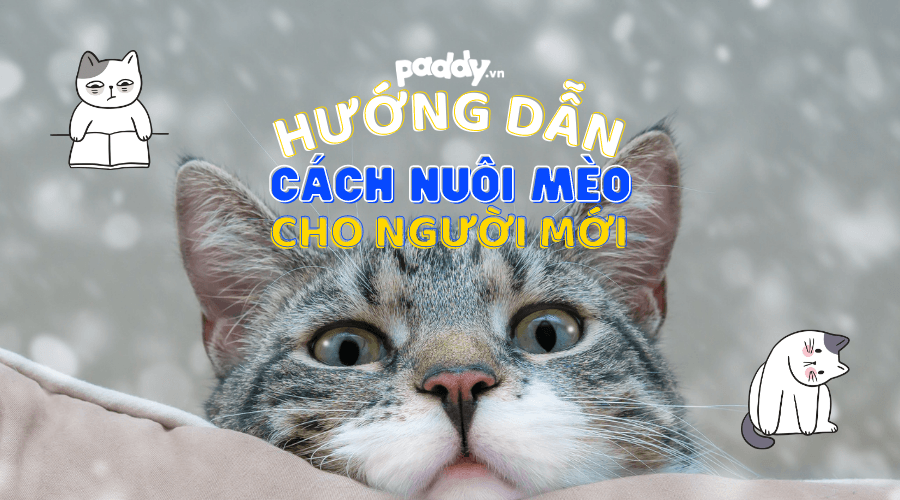 Hướng Dẫn Cách Nuôi Mèo Dành Cho Người Mới - Paddy Pet Shop