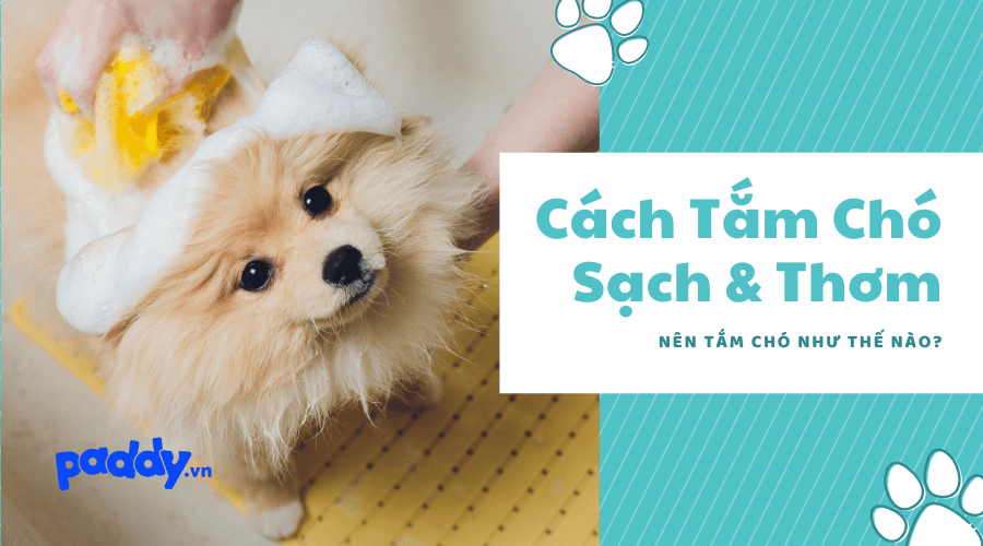 Hướng Dẫn Cách Tắm Cho Chó Sạch Sẽ, Thơm Tho - Paddy Pet Shop