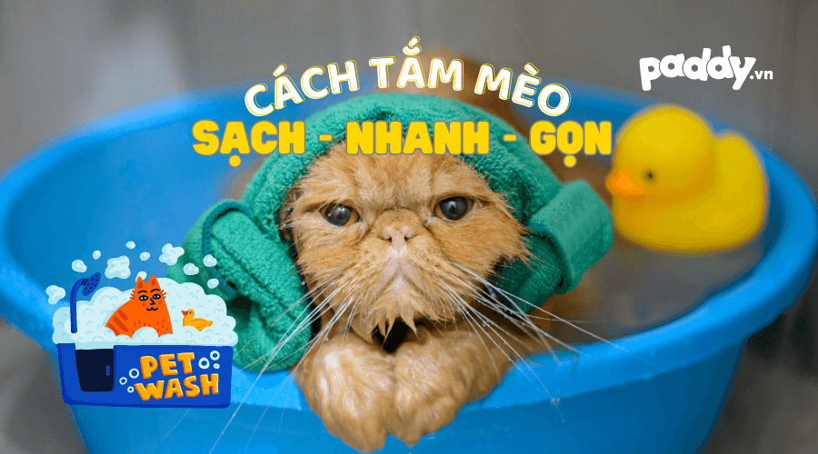 Cách Tắm Cho Mèo Sợ Nước Đơn Giản - Paddy Pet Shop