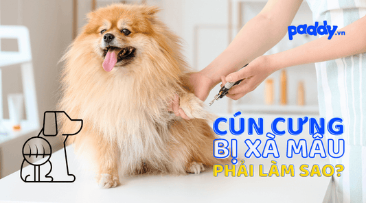 Cách Trị Chó Bị Xà Mâu Hay, Hiệu Quả - Paddy Pet Shop