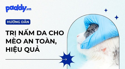 Cách Trị Dứt Điểm Mèo Bị Nấm Da An Toàn, Hiệu Quả - Paddy Pet Shop