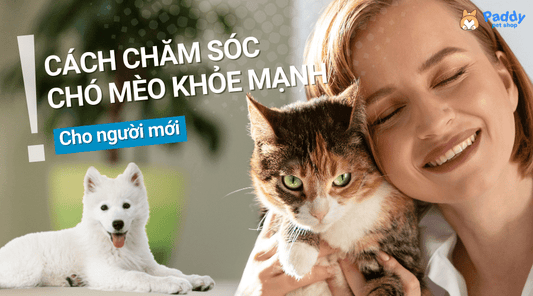 Hướng dẫn cách chăm sóc chó mèo luôn khỏe mạnh cho người mới - Paddy Pet Shop