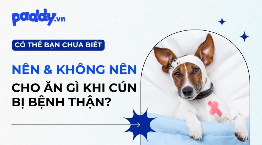 bệnh thận ở chó