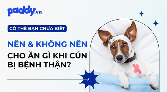 bệnh thận ở chó