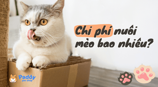 Giải đáp: Chi phí nuôi mèo hàng tháng cần bao nhiêu? - Paddy Pet Shop