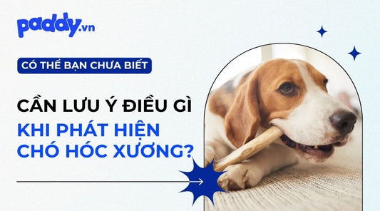 Chó Bị Hóc Xương Nguy Hiểm Như Thế Nào?