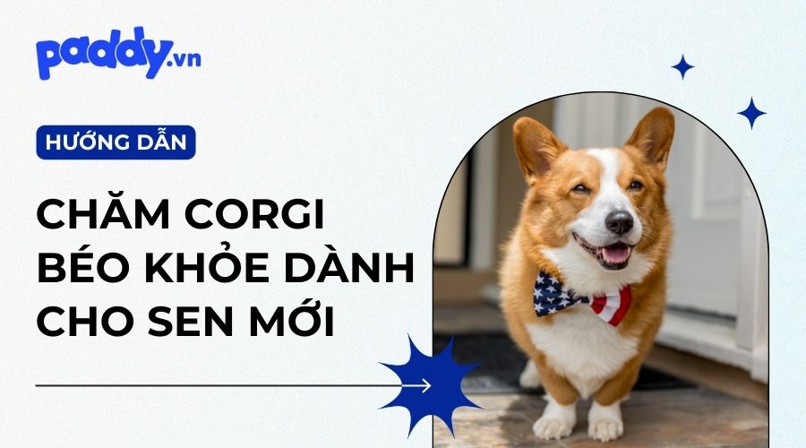 Chó Corgi ăn gì